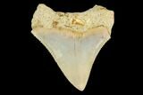 Serrated, Juvenile Megalodon Tooth - Indonesia #149887-1